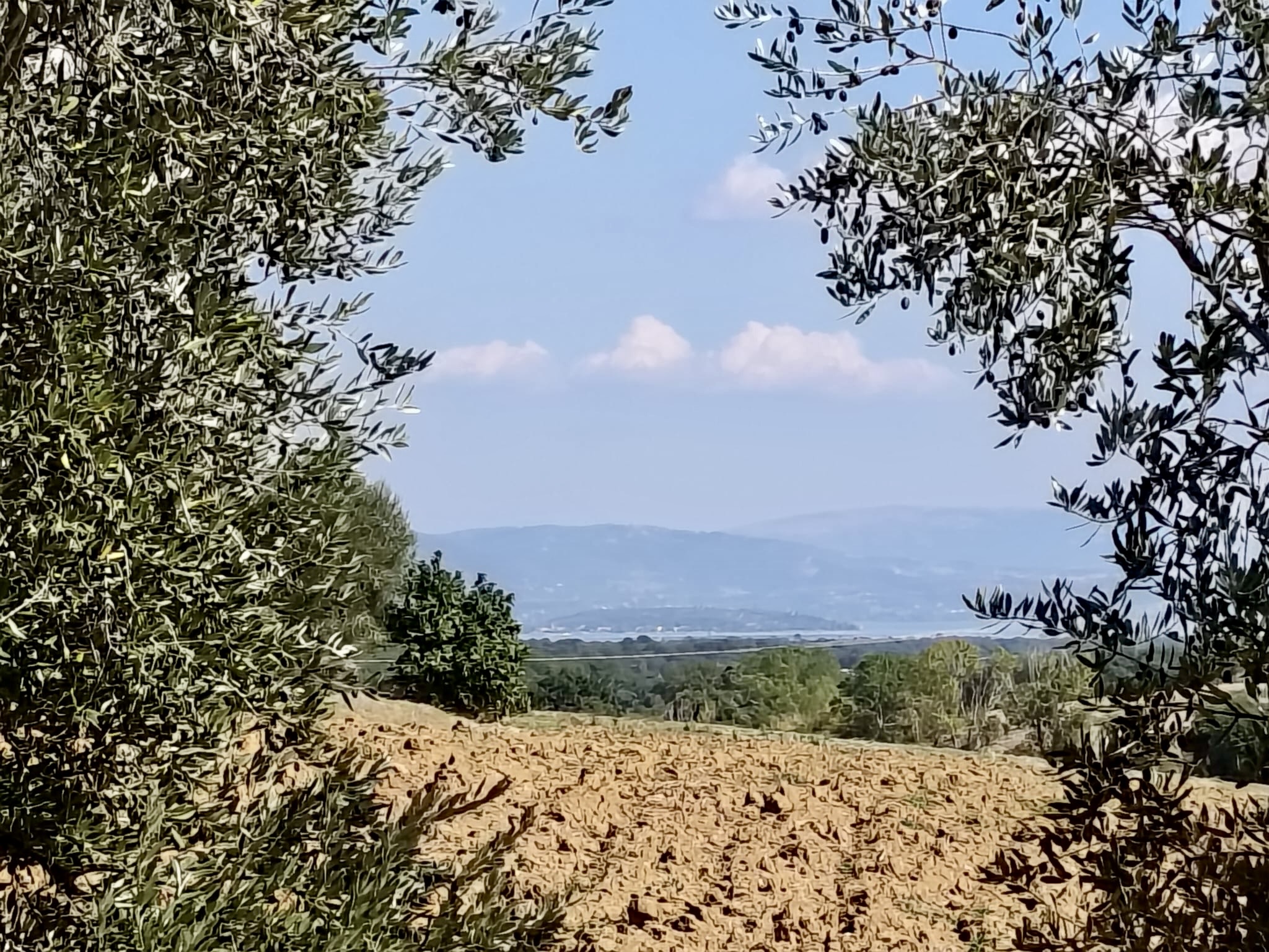 A First Taste of the 2026 Olive Harvest in Paciano