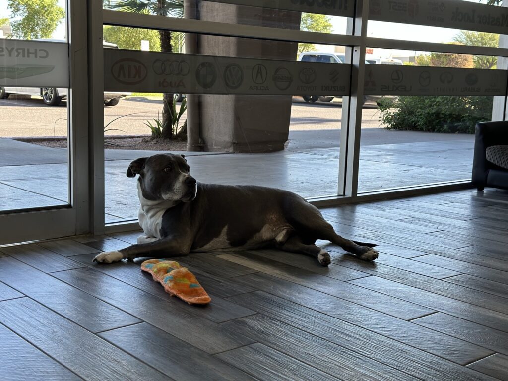 Office Furniture Rekey: When Desks and File Cabinets Need New Keys A gray and white pit bull type dog lies calmly on a wood-look tile floor inside a commercial building lobby, with an orange plush toy in front of it.