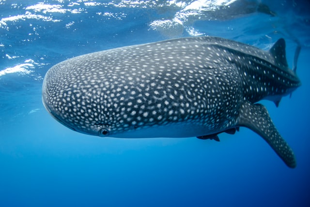 whale shark diving in Okinawa
