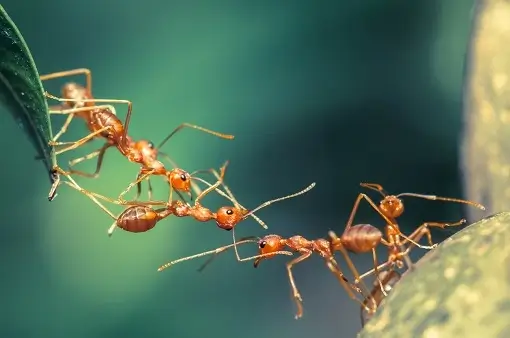 ants_1 Ant bridge