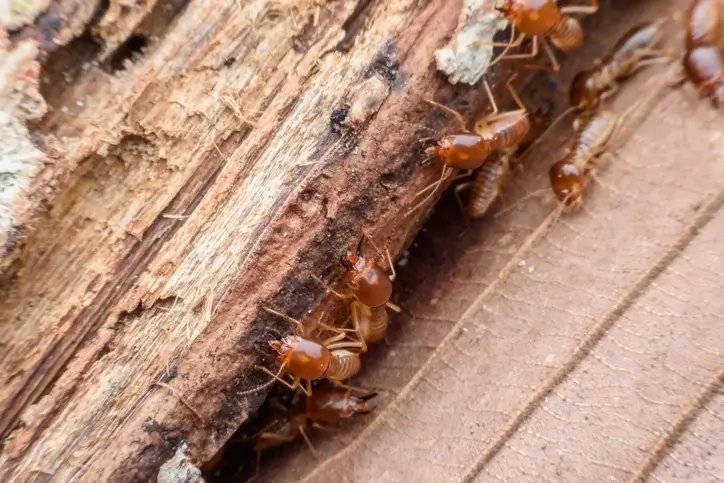 Close-up of termites on damaged wood, highlighting pest infestation issues in San Antonio. Get a free quote from termite and pest control experts. Close-up of termites on damaged wood, highlighting pest infestation issues in San Antonio. Get a free quote from termite and pest control experts.