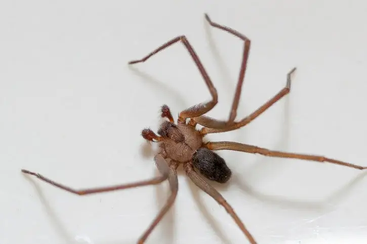 brownrecluse spider (2) brownrecluse spider (2)