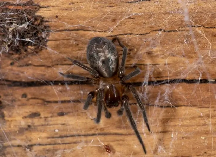 laceweaver spider laceweaver spider