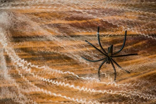 spider control 234 spider