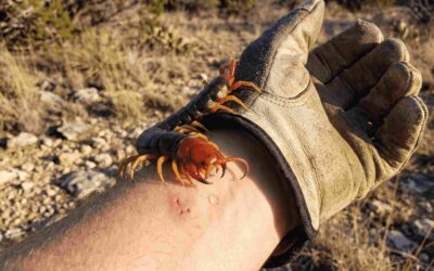 Blog 8 The Truth About Texas Centipede Bites: Identification, Venom, and Expert Protection