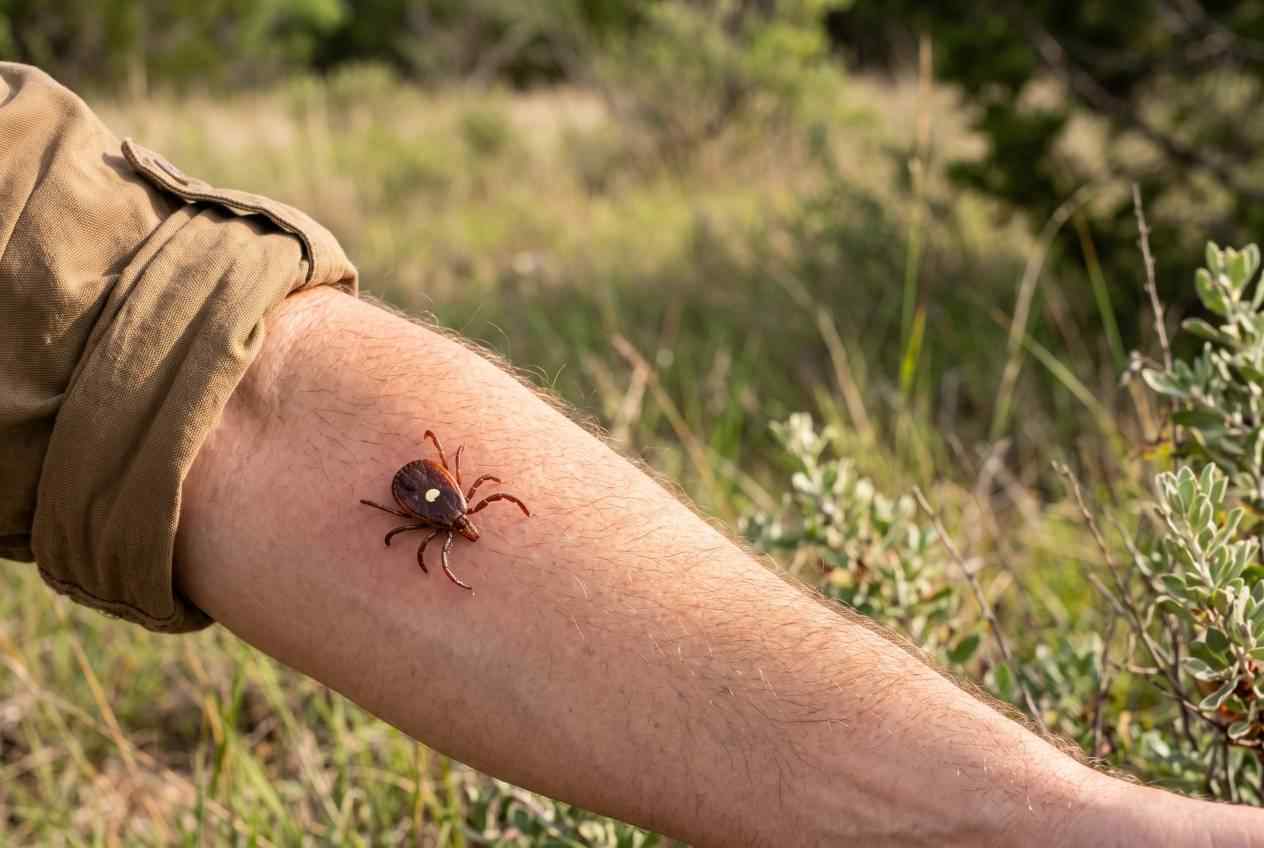 Lone Star Tick Crawling On Arm Close-up of a Lone Star tick with a visible white spot crawling on a person's forearm outdoors.