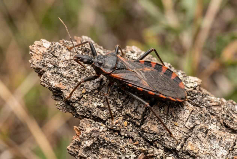 Texas Kissing Bug On Bark Close-up of a Texas kissing bug with a black body and orange-patterned abdomen resting on a piece of tree bark.