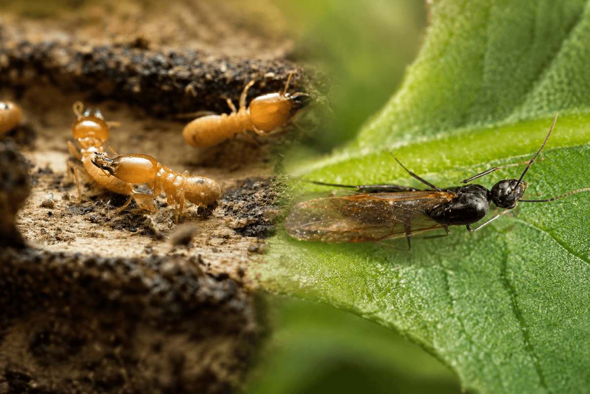 Flying Ants or Termites? How to Tell What Is Really Swarming Your Texas Home Flying Ants or Termites? How to Tell What Is Really Swarming Your Texas Home