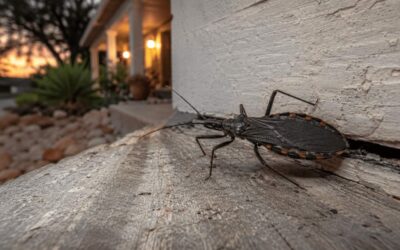 Blog 4 Kissing Bugs and Chagas Disease in Texas: What Homeowners Need to Know