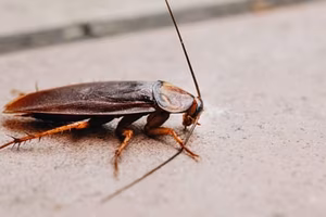 Home 12 cockroach on concrete pavement