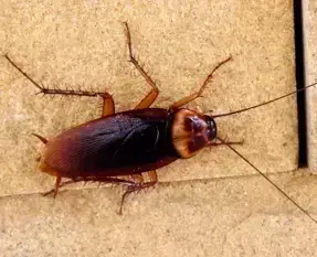 Locations 711 cockroach