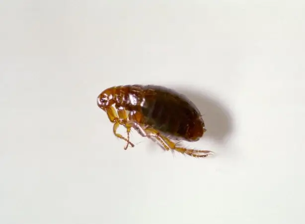 Fleas 1 Dead Flea