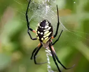 Locations 714 Garden Spider