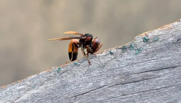Hornets 1 Hornets