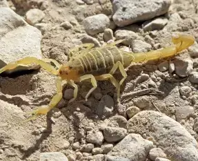 Locations 715 Scorpion