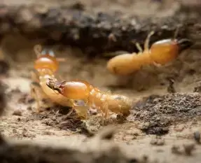 Locations 708 Termites
