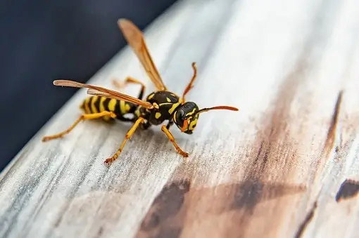 Yellow Jackets 1 Wasp
