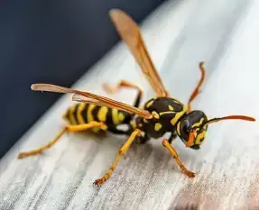 Locations 709 Wasp
