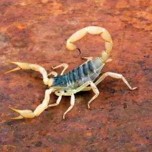 Home 15 Desert Hairy Scorpion