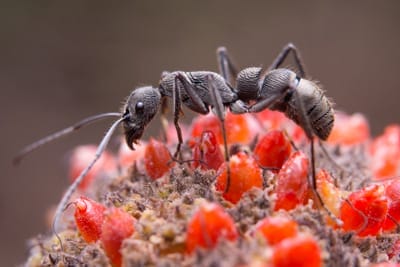 What Kills Ants? Your Ultimate Guide to Ant-Free Living 1 Black Ant on Flower