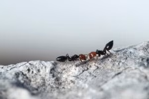 How to Get Rid of Ants: Proven Home Solutions and Tips 2 Cocktail Ants