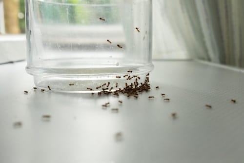 What Kills Ants? Your Ultimate Guide to Ant-Free Living 3 Many ants searching for food