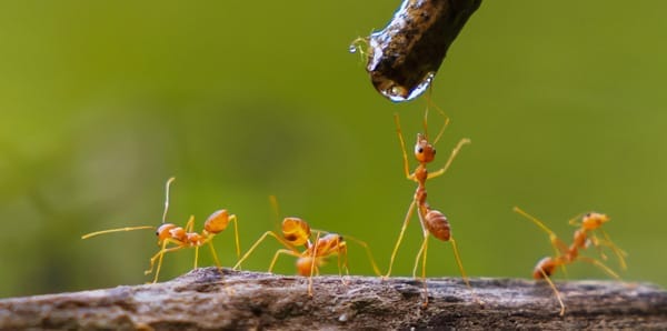 What Kills Ants? Your Ultimate Guide to Ant-Free Living 4 Red Ant Drinking Water