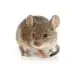 Home 3 house-mice