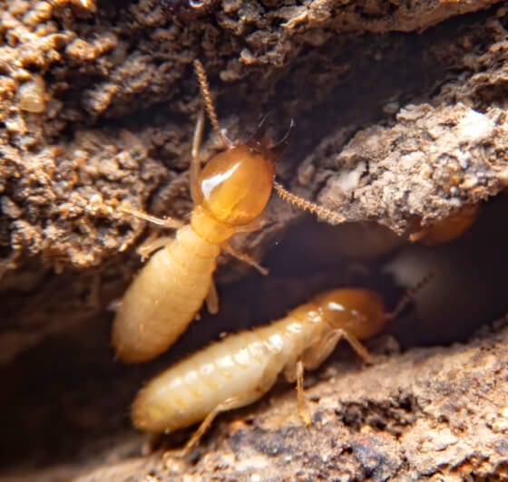 small-termite-decaying-timber-termite-ground-is-searching-food 2 Termites in decaying wood