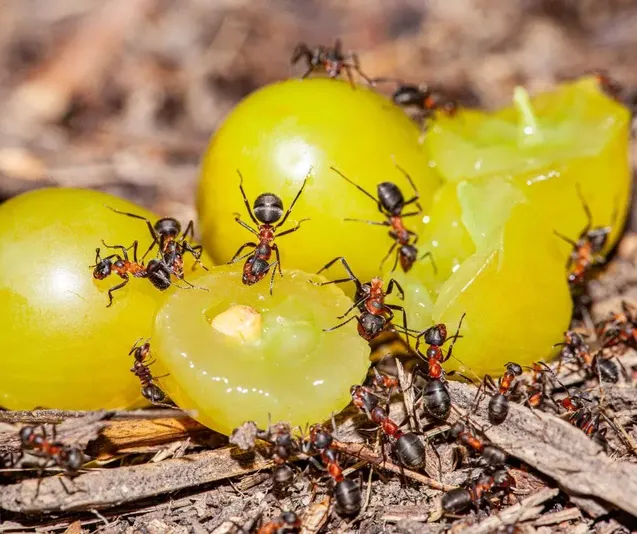 ants-swarming-over-green-grapes_optimized Ants swarming over green grapes
