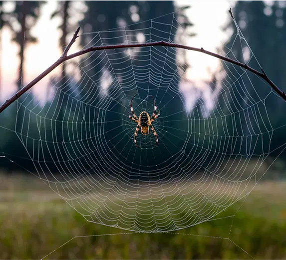 what_you_need_to_know_spider 1 Spider on dew-covered web outdoors.