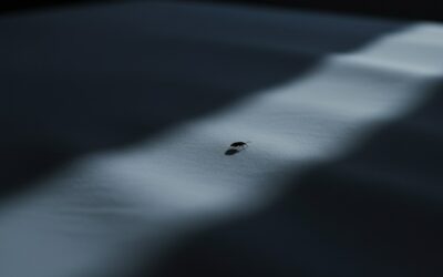 Blog 4 Pest Control San Antonio Guide for New Homeowners in Growing Communities