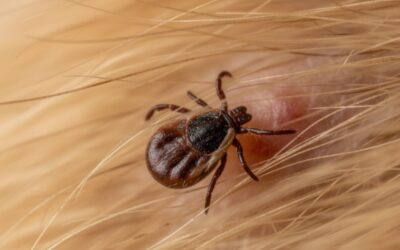 Blog 6 Seasonal Pest Control in San Antonio: What to Expect Year-Round