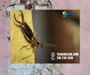 The Truth About Pincher Bugs: Are Earwigs Actually Dangerous to Texas Properties? 1 Proactive Tips for a Pest-Free Environment