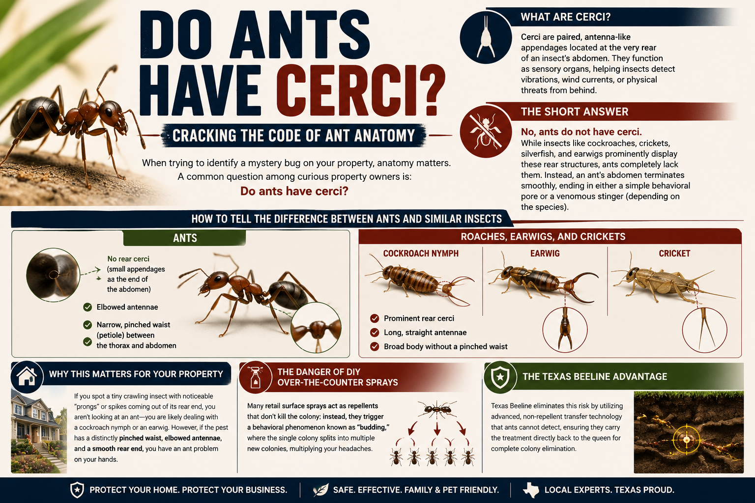 Do Ants Have Cerci? The Texas Property Owner’s Guide to Ant Anatomy and Infestation Control 1 Do Ants Have Cerci? The Texas Property Owner’s Guide to Ant Anatomy and Infestation Control
