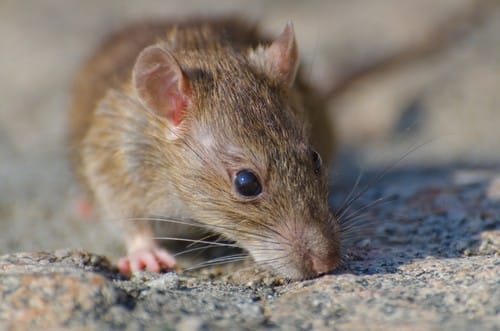 Channel Rats Texas Common Texas Pests | Identification & Prevention Guide