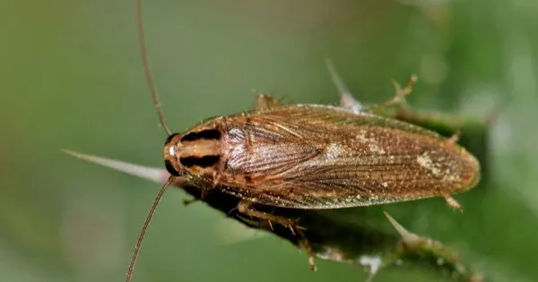 German cockroach infestation