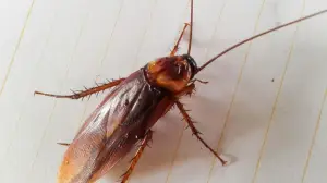 American cockroaches