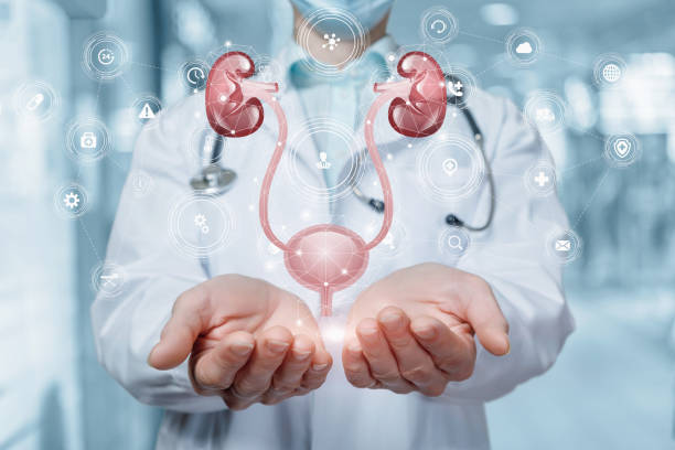 ¿Cuáles son las señales de que es momento de buscar un urólogo en Tijuana? 2 médico mostrando diagrama de riñones