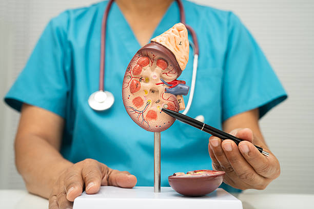 ¿Qué revisa un médico urólogo en Tijuana y cuándo consultarlo? 1 médico mostrando diagrama de riñón