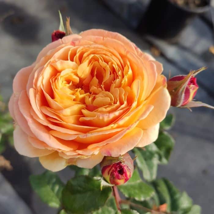 ג'ורדי רוקה™