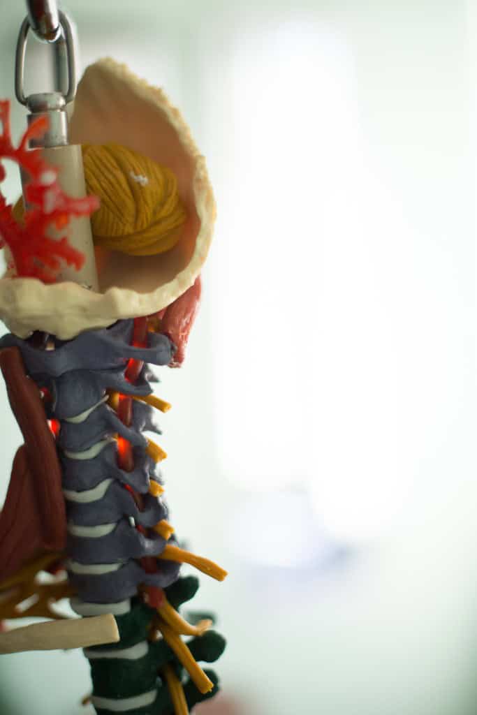 Chiropractic spine model displaying cervical vertebrae and nerves for spinal health.