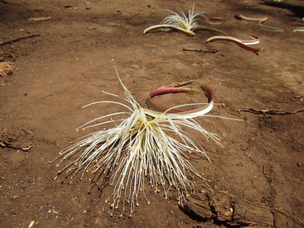 Exotic desert flower growing in arid soil, showcasing natural resilience and adaptability.