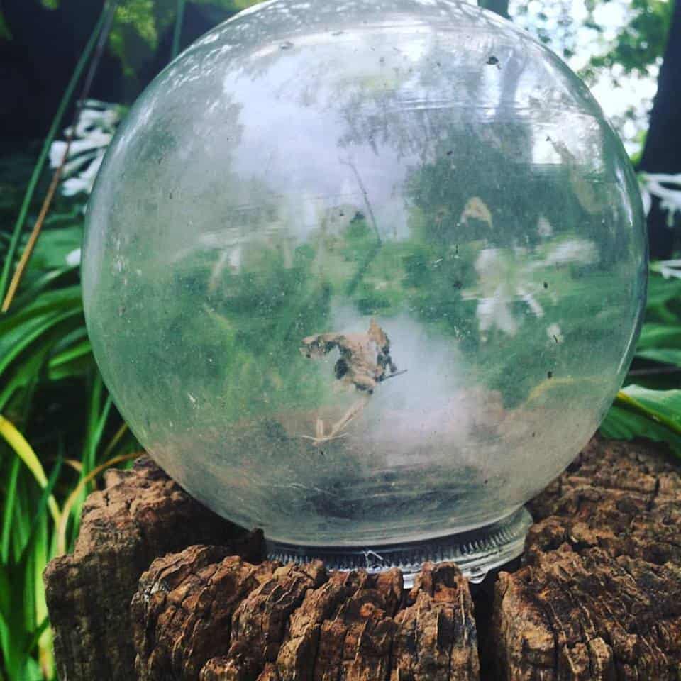 Clear glass sphere on textured wood amid lush garden greenery.
