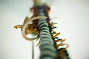 Highly detailed view of the human spine highlighting vertebrae and nerve pathways.