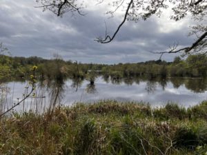 Biodiversity net gain is making small housebuilding schemes a nightmare