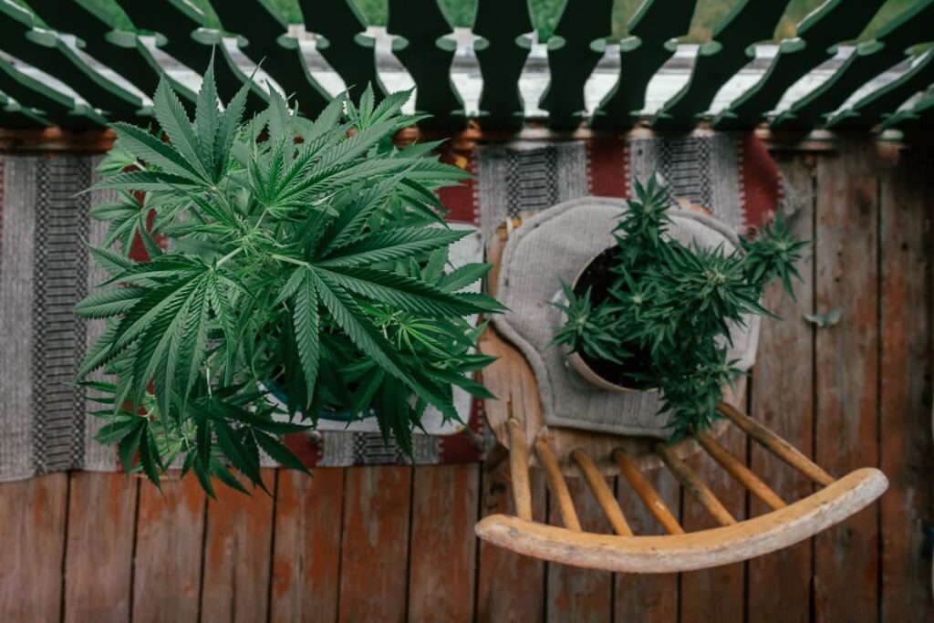 Cannabis et nuisances olfactives