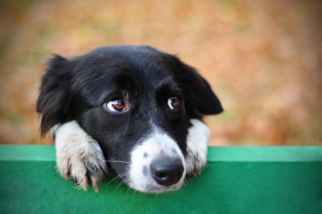 Anti-chiens ?" Cette ville qui fait rêver le monde entier est la moins dog-friendly de 2025 Anti-chiens ?" Cette ville qui fait rêver le monde entier est la moins dog-friendly de 2025