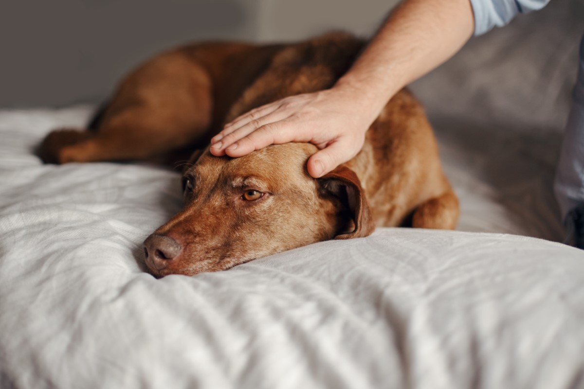 Le climat : un obstacle insurmontable pour les chiens