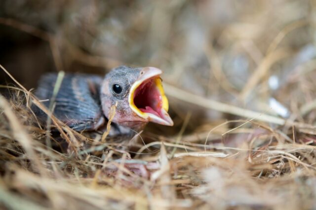 Canicule d’Août et détresse des oiseaux : ce geste les sauve… et valorise votre maison de 10 % Canicule d’Août et détresse des oiseaux : ce geste les sauve… et valorise votre maison de 10 %